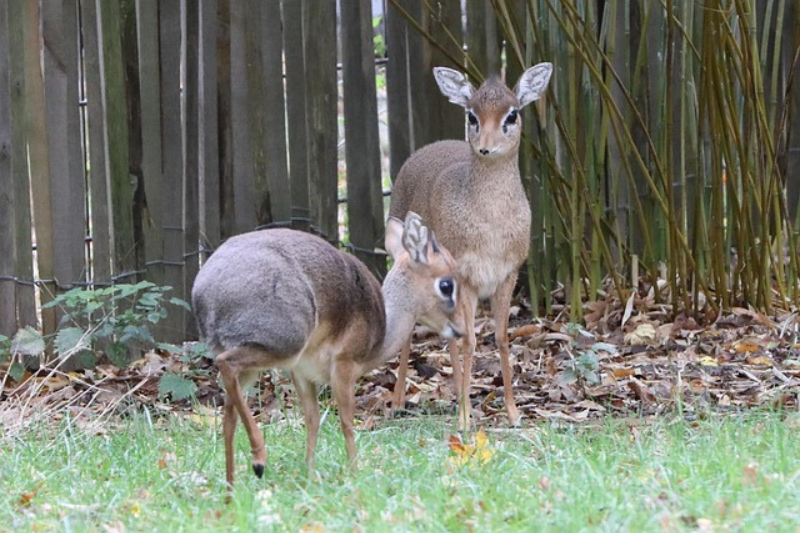 interesting facts About the Dik-diks