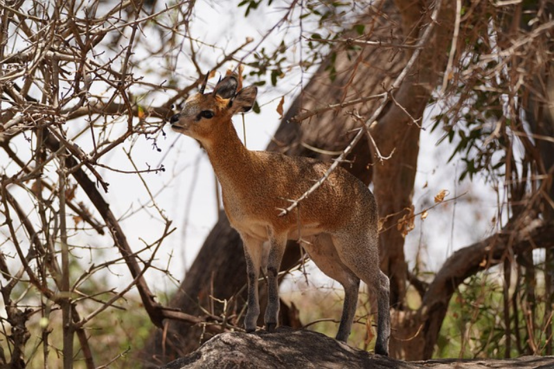 interesting facts About the Dik-diks
