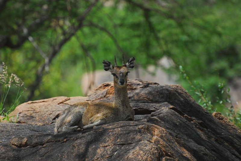 interesting facts About the Dik-diks