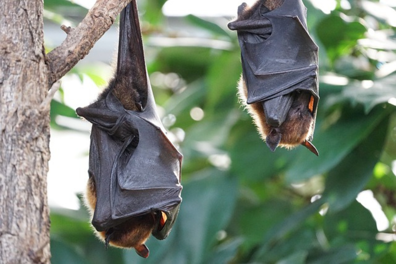 Interesting Facts About bats