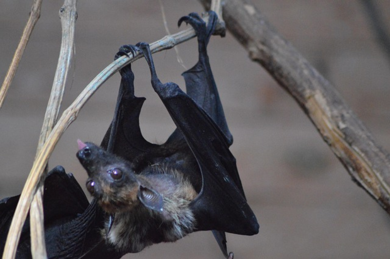Facts About bats