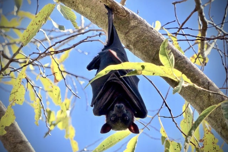 Interesting Facts About bats