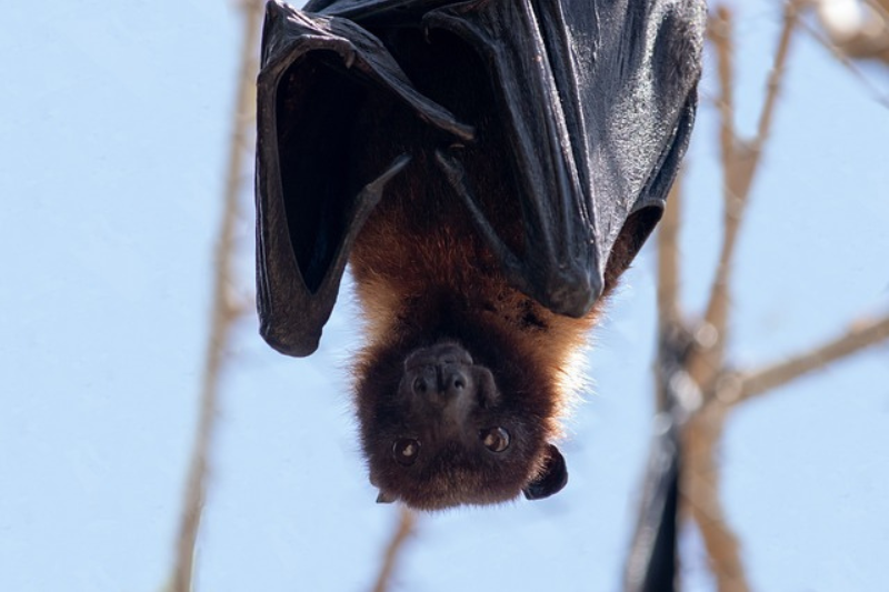 Interesting Facts About bats