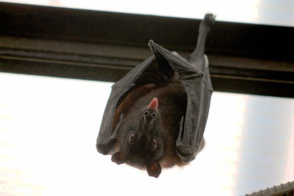 10 Interesting Facts About bats
