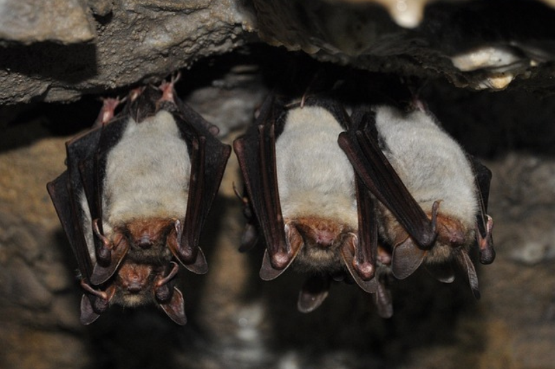 Facts About bats