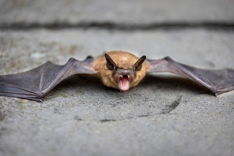 Facts About bats