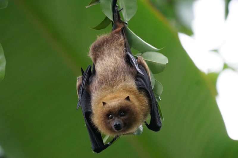 Facts About bats