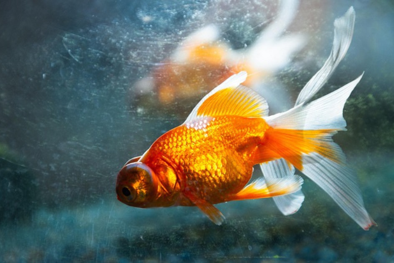 Facts About Goldfish