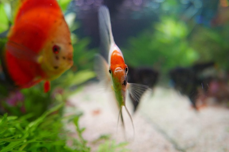 Facts About Goldfish