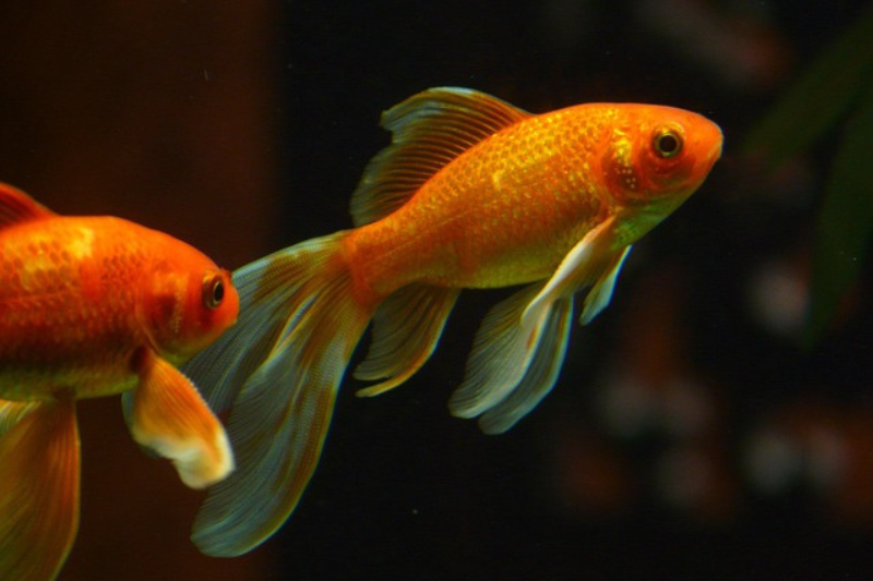 Goldfish