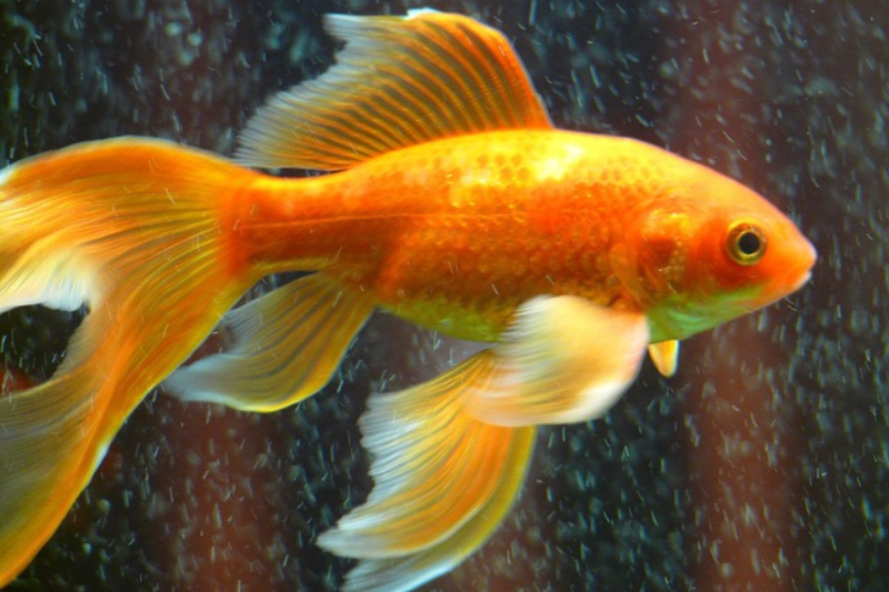 Goldfish