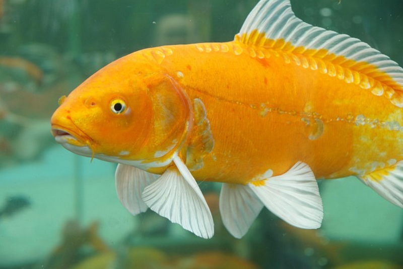 Goldfish