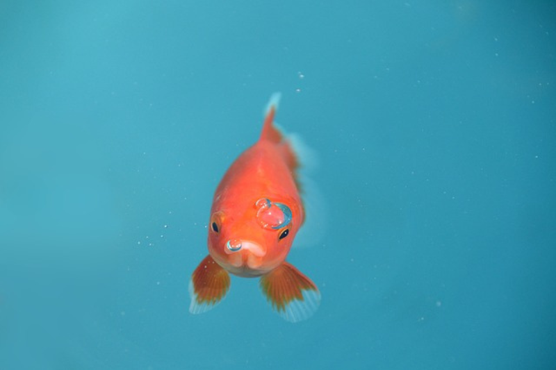 Facts About Goldfish