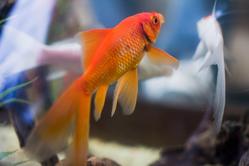 Facts About Goldfish
