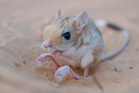Interesting Facts About The Jerboa