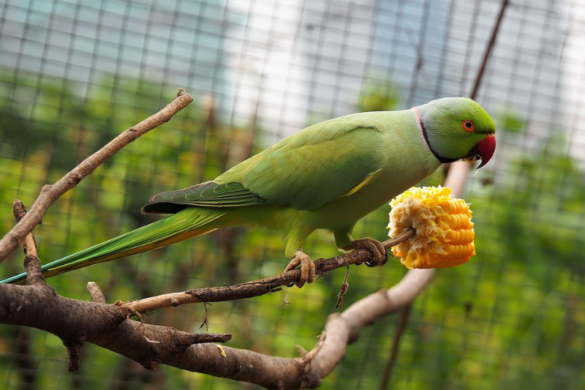 Top 10 Most Beautiful Parrots In The World