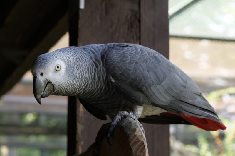 Most Beautiful Parrots - African Grey