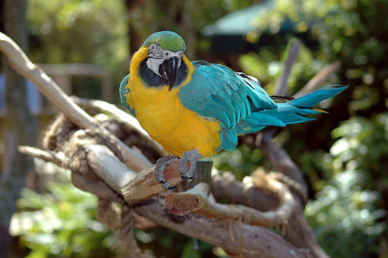 Most Beautiful Parrots - Blue And Yellow Macaw