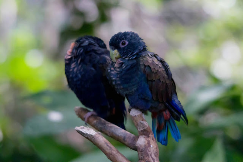 Most Beautiful Parrots - Bronze Winged Parrot