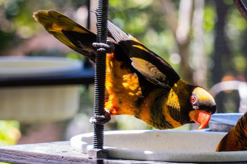 Most Beautiful Parrots - Dusky Lory