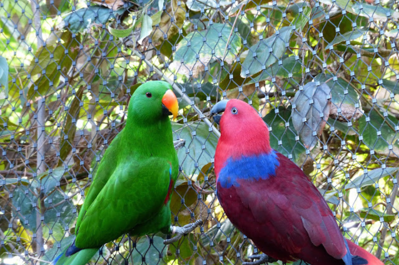 Most Beautiful Parrots - Eclectus