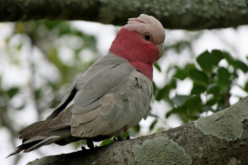 Most Beautiful Parrots - Galah