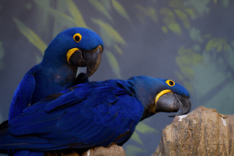 Most Beautiful Parrots - Hyacinth Macaw