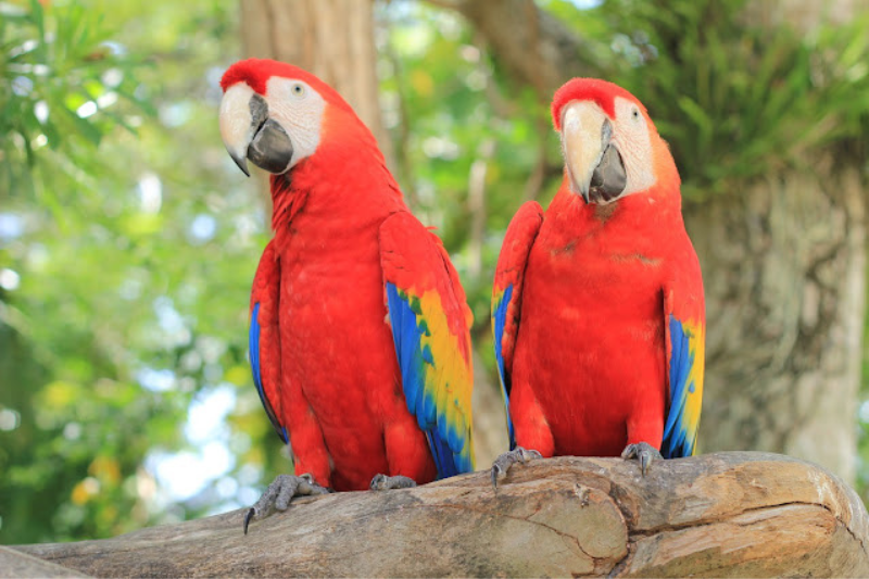 Most Beautiful Parrots - Scarlet Macaw