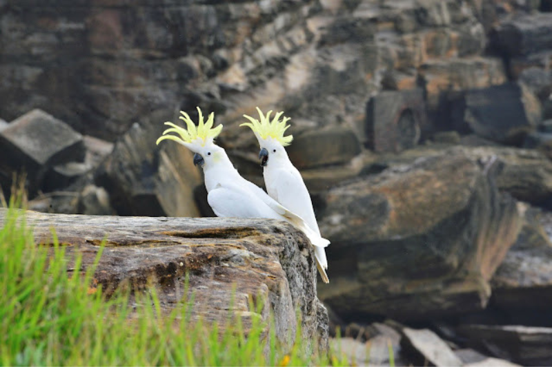 Most Beautiful Parrots - Sulphur Crested Cockatoo