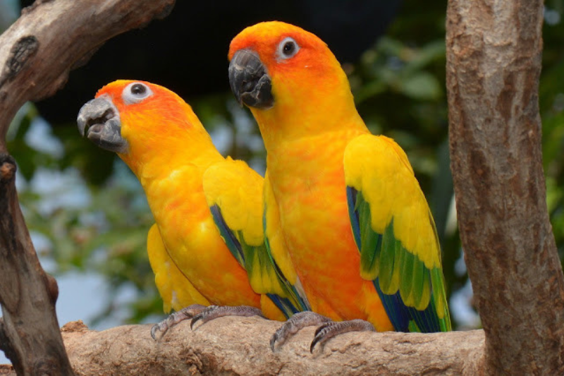 Most Beautiful Parrots - Sun Parakeet