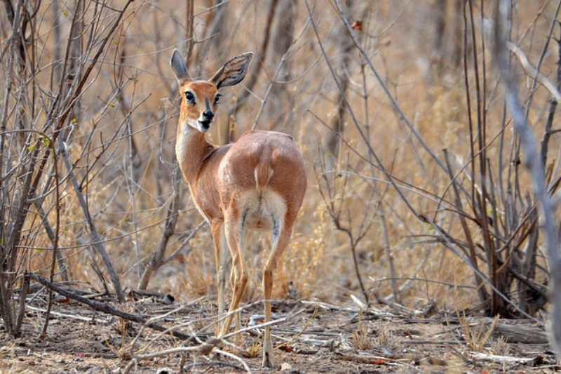 amazing facts About the Dik-diks