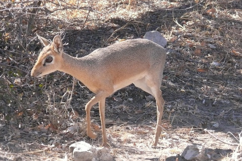 amazing facts About the Dik-diks