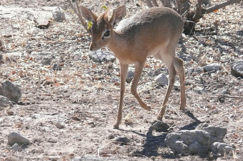 amazing facts About the Dik-diks