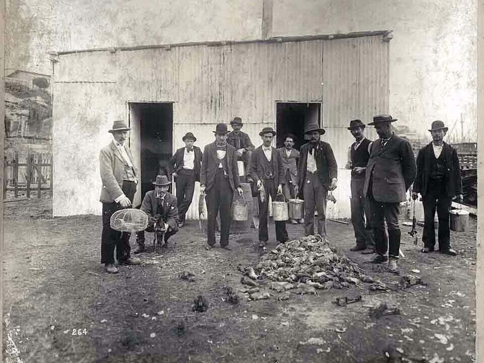"Victorian rat catcher hunting rodents in the sewers – one of the worst jobs in history"
